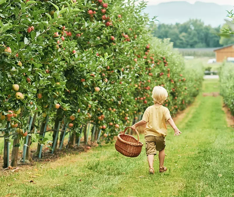 Buenas prácticas de sustentabilidad en la industria de alimentos